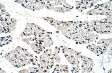 Anti-RALY antibody, C-term used in IHC (Paraffin sections) (IHC-P). GTX47776