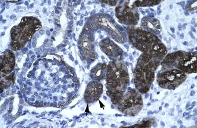 Anti-Vasculin antibody, N-term used in IHC (Paraffin sections) (IHC-P). GTX47780