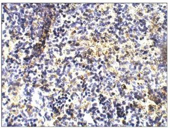 Anti-TLR1 antibody used in IHC (Paraffin sections) (IHC-P). GTX47794