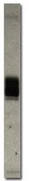 Anti-GLUT5 antibody used in Western Blot (WB). GTX47800