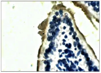 Anti-Lactase antibody used in IHC (Paraffin sections) (IHC-P). GTX47808