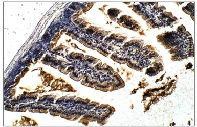 Anti-Lactase antibody used in IHC (Paraffin sections) (IHC-P). GTX47808