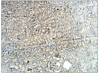 Anti-PROM2 antibody used in IHC (Paraffin sections) (IHC-P). GTX47864