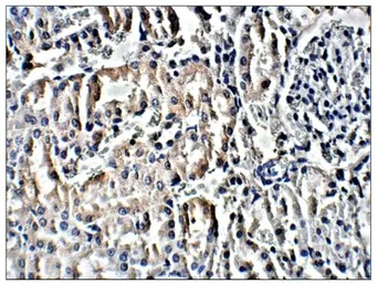 Anti-PROM2 antibody used in IHC (Paraffin sections) (IHC-P). GTX47864