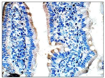Anti-DEK antibody used in IHC (Paraffin sections) (IHC-P). GTX47896