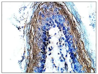 Anti-DEK antibody used in IHC (Paraffin sections) (IHC-P). GTX47896