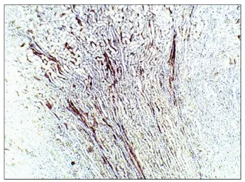 Anti-Aquaporin 9 antibody used in IHC (Paraffin sections) (IHC-P). GTX47916