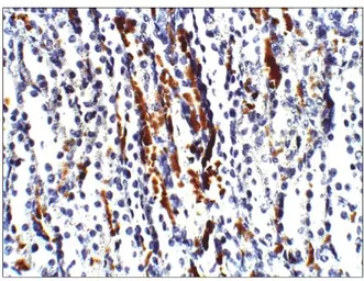 Anti-Aquaporin 3 antibody used in IHC (Paraffin sections) (IHC-P). GTX47922