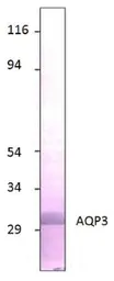 Anti-Aquaporin 3 antibody used in Western Blot (WB). GTX47922