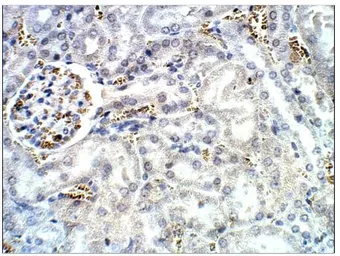 Anti-Aquaporin 12 antibody used in IHC (Paraffin sections) (IHC-P). GTX47925