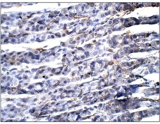 Anti-Aquaporin 11 antibody used in IHC (Paraffin sections) (IHC-P). GTX47927