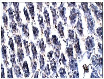 Anti-Aquaporin 11 antibody used in IHC (Paraffin sections) (IHC-P). GTX47927