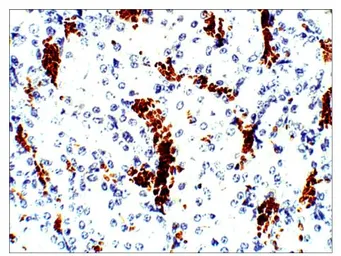 Anti-Aquaporin 10 antibody used in IHC (Paraffin sections) (IHC-P). GTX47929