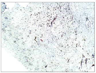 Anti-Aquaporin 1 antibody used in IHC (Paraffin sections) (IHC-P). GTX47931
