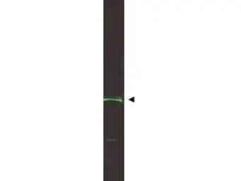 Anti-ING5 antibody used in Western Blot (WB). GTX48484