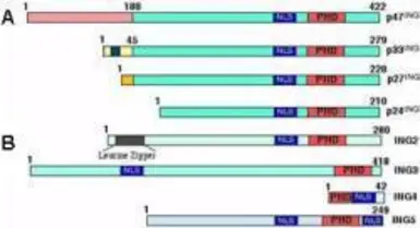 Anti-ING3 antibody used in  (). GTX48488