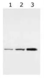 Anti-14-3-3 gamma antibody [HS23] used in Western Blot (WB). GTX48540