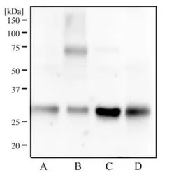 Anti-14-3-3 gamma antibody [HS23] used in Western Blot (WB). GTX48540