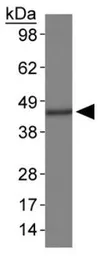 Anti-MAT1A + MAT2A antibody used in Western Blot (WB). GTX48600
