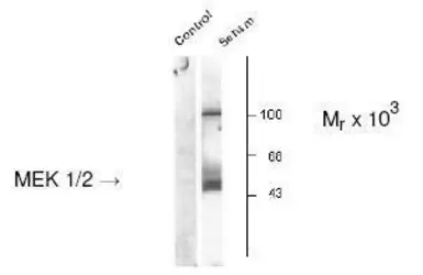 Anti-MEK1/2 (phospho Ser218/222) antibody used in Western Blot (WB). GTX48615