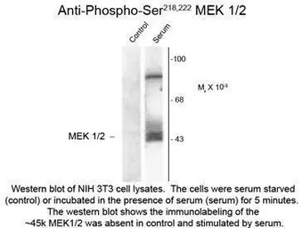 Anti-MEK1/2 (phospho Ser218/222) antibody used in Western Blot (WB). GTX48615
