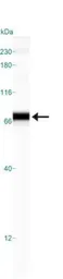 Anti-Grp78 antibody used in Western Blot (WB). GTX48633