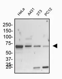 Anti-Grp78 antibody used in Western Blot (WB). GTX48633