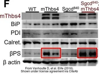 Anti-Grp78 antibody used in Western Blot (WB). GTX48633