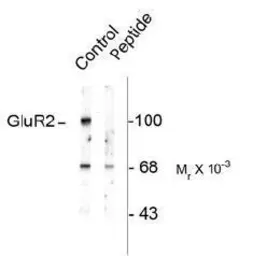 Anti-GluR2 (phospho Ser880) antibody used in Western Blot (WB). GTX48639