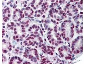 Anti-STAT5A (phospho Tyr694) antibody [5F6.F1] used in IHC (Paraffin sections) (IHC-P). GTX48648
