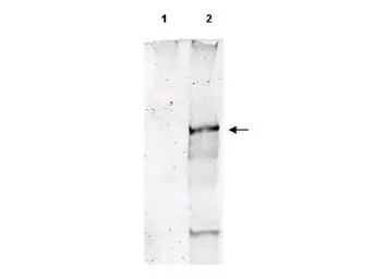 Anti-ATM (phospho Ser1981) antibody used in Western Blot (WB). GTX48650