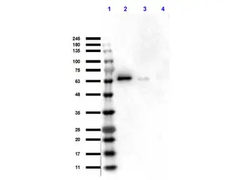 Anti-AKT antibody used in Western Blot (WB). GTX48651
