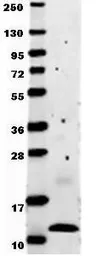 Anti-MCP1 / CCL2 antibody used in Western Blot (WB). GTX48661