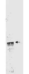 Anti-Cyclin L1 (Isoform 1) antibody used in Western Blot (WB). GTX48663