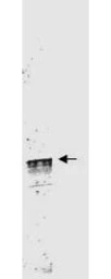 Anti-Cyclin L1 (Isoform 1) antibody used in Western Blot (WB). GTX48663