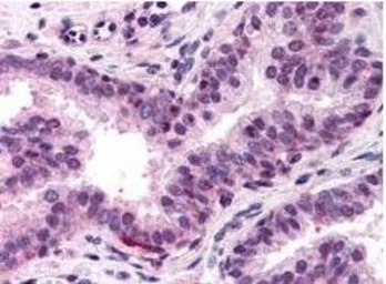 Anti-NFYA antibody used in IHC (Paraffin sections) (IHC-P). GTX48667