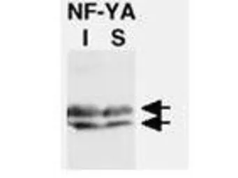 Anti-NFYA antibody used in Western Blot (WB). GTX48667