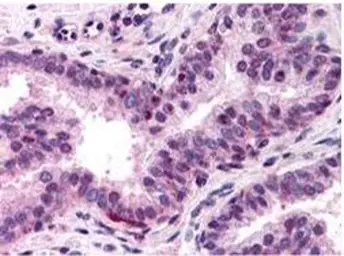 Anti-NFYA antibody used in IHC (Paraffin sections) (IHC-P). GTX48667