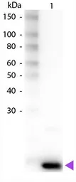 Anti-IL9 antibody (Biotin) used in Western Blot (WB). GTX48670