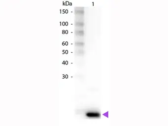 Anti-IL9 antibody (Biotin) used in Western Blot (WB). GTX48670