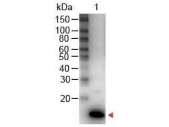 Anti-IL9 antibody (HRP) used in Western Blot (WB). GTX48671