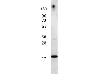 Anti-IL7 antibody used in Western Blot (WB). GTX48675