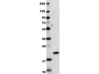 Anti-IL29 antibody used in Western Blot (WB). GTX48682