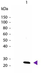 Anti-IL27 antibody (Biotin) used in Western Blot (WB). GTX48684