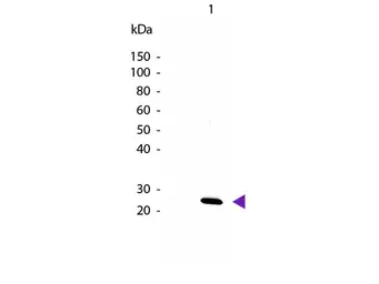 Anti-IL27 antibody (Biotin) used in Western Blot (WB). GTX48684