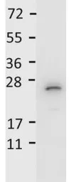 Anti-IL27 antibody (HRP) used in Western Blot (WB). GTX48685