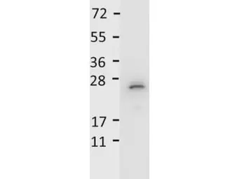 Anti-IL27 antibody (HRP) used in Western Blot (WB). GTX48685
