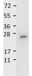 Anti-IL27 antibody used in Western Blot (WB). GTX48686