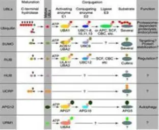 Anti-PARC antibody used in  (). GTX48687