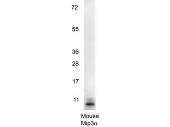 Anti-MIP3 alpha antibody used in Western Blot (WB). GTX48690
